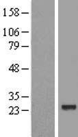 FUSIP1 (SRSF10) Human Over-expression Lysate
