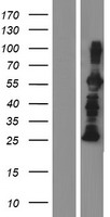 SNT2 (FRS3) Human Over-expression Lysate