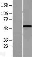 NOXA1 Human Over-expression Lysate