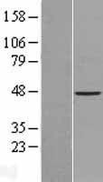 ACTL7B Human Over-expression Lysate
