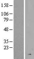 CFHR4 Human Over-expression Lysate