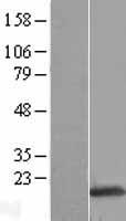 NMU Human Over-expression Lysate