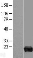 GADD45G Human Over-expression Lysate