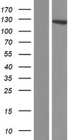 DIAPH2 Human Over-expression Lysate