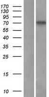 SLC20A2 Human Over-expression Lysate