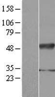IFRD2 Human Over-expression Lysate