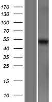 MARCO Human Over-expression Lysate