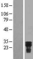 CDC42EP2 Human Over-expression Lysate