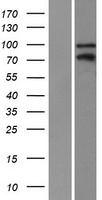 Kaiso (ZBTB33) Human Over-expression Lysate