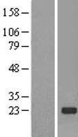 TMED2 Human Over-expression Lysate