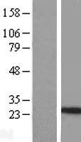 IL24 Human Over-expression Lysate