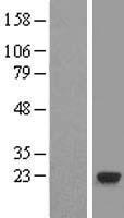 RABL4 (IFT27) Human Over-expression Lysate