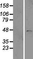 B4GAT1 Human Over-expression Lysate