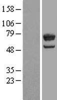 EIF2D Human Over-expression Lysate