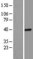 SERPINB3 Human Over-expression Lysate