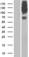 Glyt1 (SLC6A9) Human Over-expression Lysate