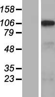 SLC5A3 Human Over-expression Lysate