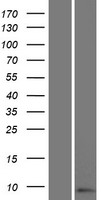 SPRR2D Human Over-expression Lysate