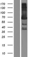 BTN3A3 Human Over-expression Lysate