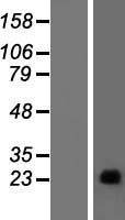 PAGE4 Human Over-expression Lysate