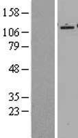 Epac2 (RAPGEF4) Human Over-expression Lysate
