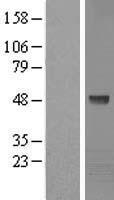 Kaptin (KPTN) Human Over-expression Lysate