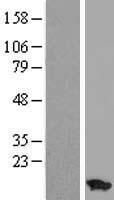 ATP5ME Human Over-expression Lysate