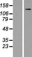 TATA Element Modulatory Factor 1 (TMF1) Human Over-expression Lysate