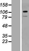 THBS3 Human Over-expression Lysate