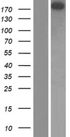 TEP1 Human Over-expression Lysate
