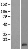 ELOB Human Over-expression Lysate
