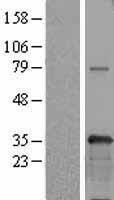 USF1 Human Over-expression Lysate