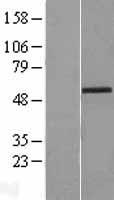 ZIC2 Human Over-expression Lysate