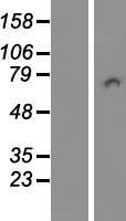 PICALM Human Over-expression Lysate
