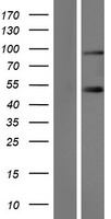 SLMAP Human Over-expression Lysate
