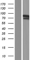 ZNF185 Human Over-expression Lysate