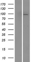 MAP4K1 Human Over-expression Lysate