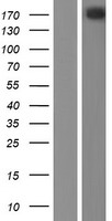 NISCH Human Over-expression Lysate