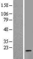 RPL35 Human Over-expression Lysate