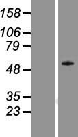 DDX19B Human Over-expression Lysate