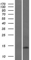 GABARAP Human Over-expression Lysate