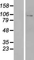 GLUR3 (GRIA3) Human Over-expression Lysate