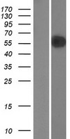 RANBP3 Human Over-expression Lysate