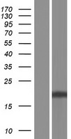 CD94 (KLRD1) Human Over-expression Lysate