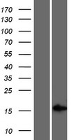 GR6 (LINC01565) Human Over-expression Lysate
