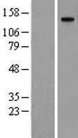MMRN1 Human Over-expression Lysate