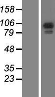 RASA3 Human Over-expression Lysate