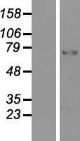 PADI2 Human Over-expression Lysate
