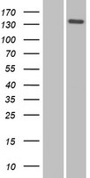 Nidogen 2 (NID2) Human Over-expression Lysate