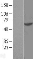 GTF3C5 Human Over-expression Lysate